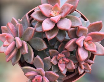 Plante succulente Graptosedum Vera Higgins « Alpenglow » de 4 po.