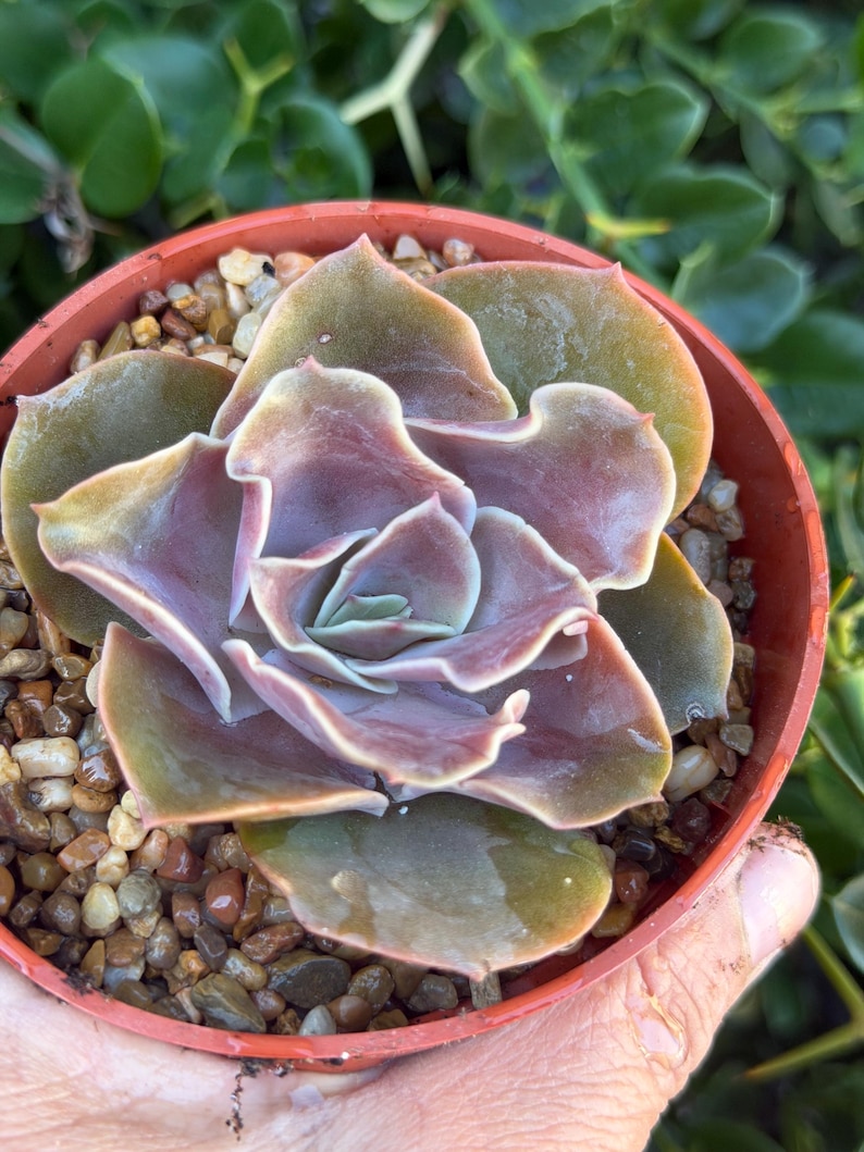 SucculentCreationz Echeveria Succulent