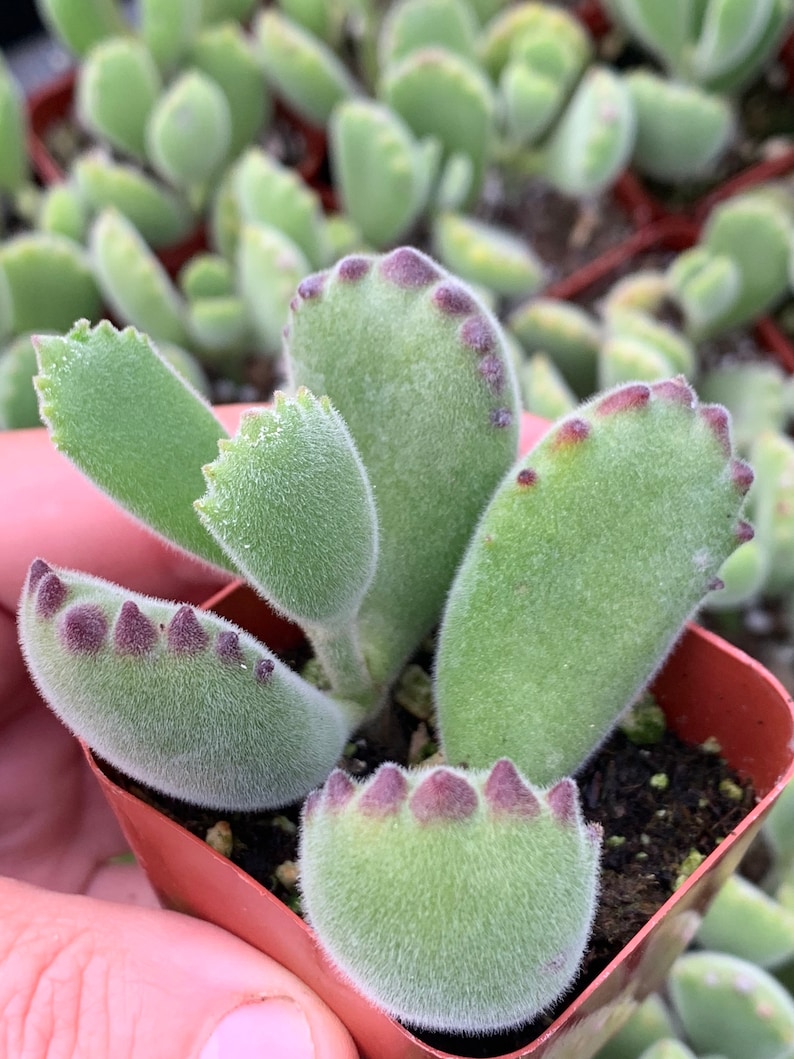 2 Cotyledon Tomentosa Ssp ladismit Bear Paw Succulent Plant 2 pot image 5