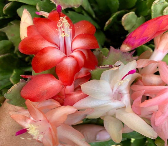 jw succulents Succulent Gift Delivery | Bamboo Jewel Garden