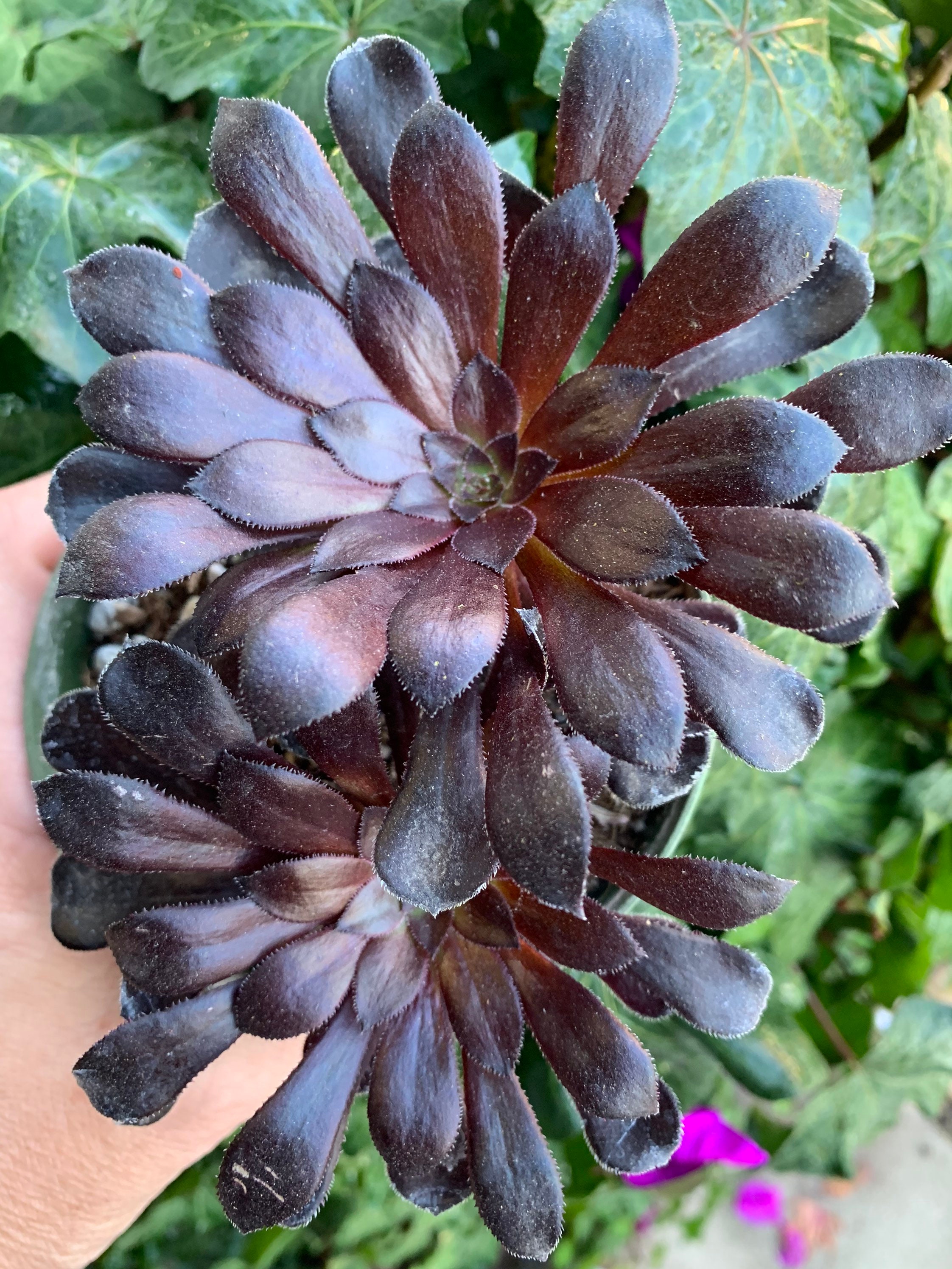 Black Rose Aeonium zwarktop Succulent Plant 6 Pot 23 Etsy