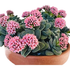 Crassula Morgan’s Beauty, Silver springtime Rooted Succulent live plant in 2”, 4” pot