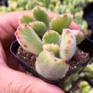 2" Cotyledon Tomentosa Variegata bear paw Succulent Plant 2" pot