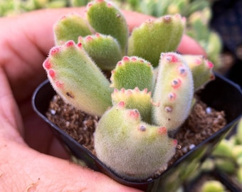 2" Cotyledon Tomentosa Variegata bear paw Succulent Plant 2" pot