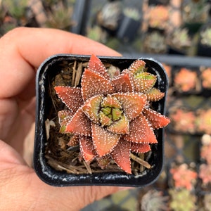 2” Haworthia Enon Succulent 2” see 2nd and 3rd pic