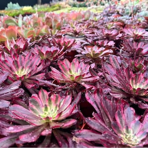 4&quot; Aeonium Mardi Gras Succulent
