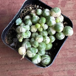 May include: A top-down view of a small, square black plastic pot filled with a String of Pearls succulent. The plant features round, green, and white variegated leaves, resembling small pearls. The pot sits on a reddish-brown wooden surface.