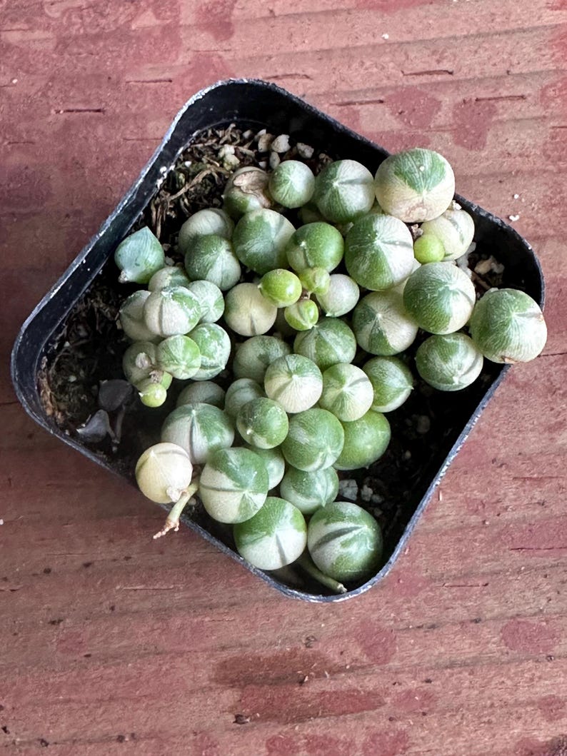 May include: A top-down view of a small, square black plastic pot filled with a String of Pearls succulent. The plant features round, green, and white variegated leaves, resembling small pearls. The pot sits on a reddish-brown wooden surface.
