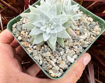 Rare Cluster Dudleya Gnoma White Sprite in 2.5