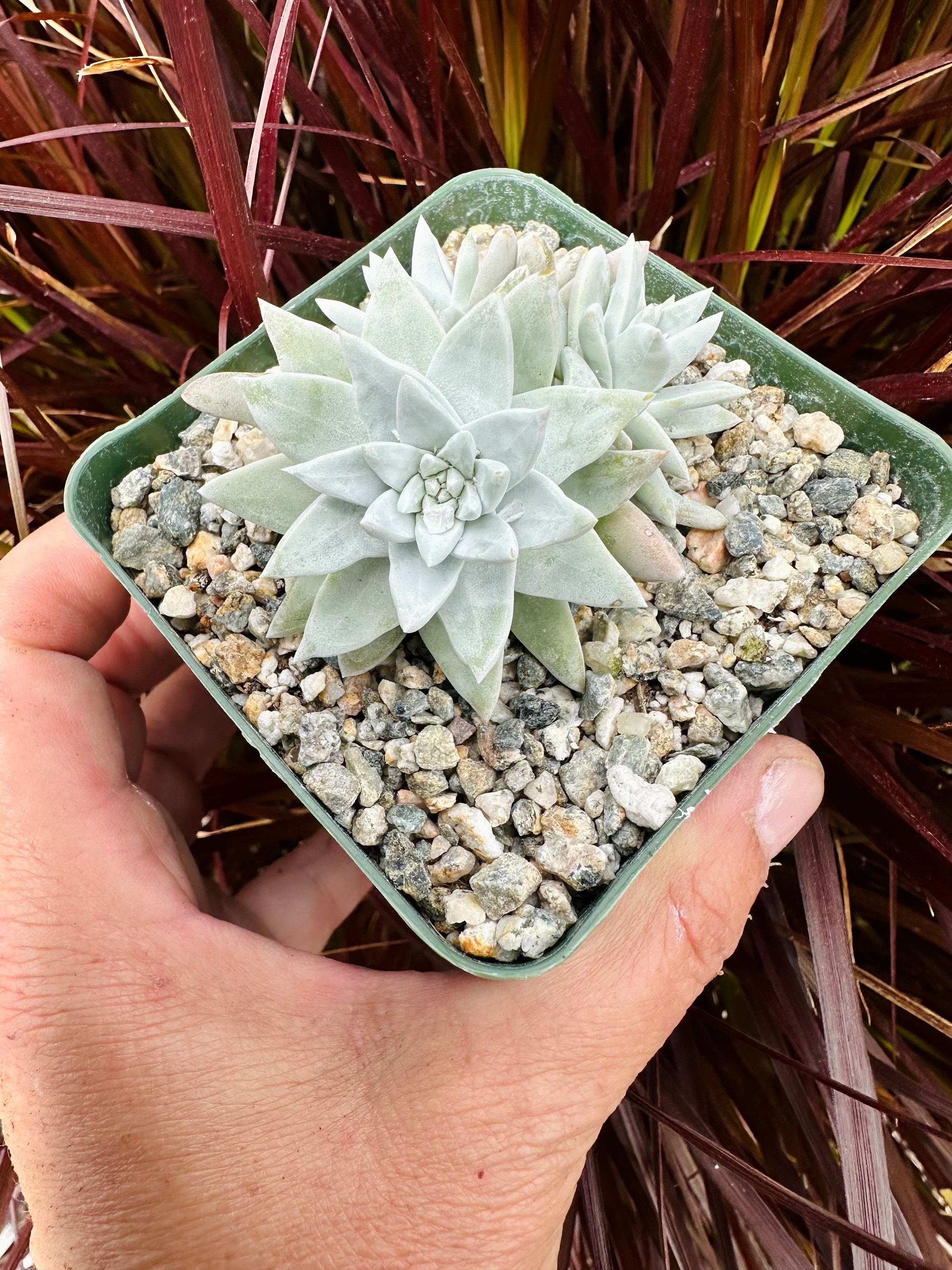 Rare Cluster Dudleya Gnoma White Sprite in 2.5