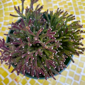 4&quot; Hatiora salicornioides, Dancing Bones Cactus (Rhipsalis salicornioides) Succulent Plant shown in a 4” pot