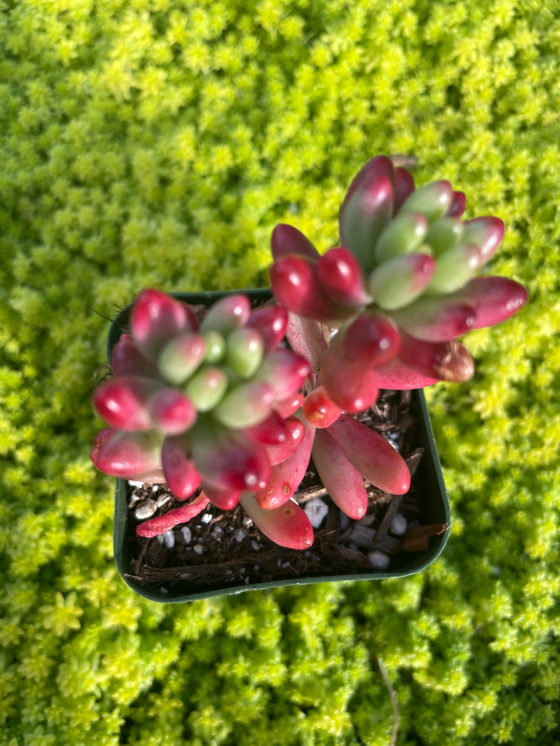 Sedum Aurora In Vaso 2,5" – Pianta Grassa Succulenta - Foto 2