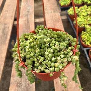May include: A hanging, round, reddish-brown pot filled with a String of Pearls succulent plant. The plant has small, round, green, and variegated leaves that cascade down. The pot is suspended by a red hanger.