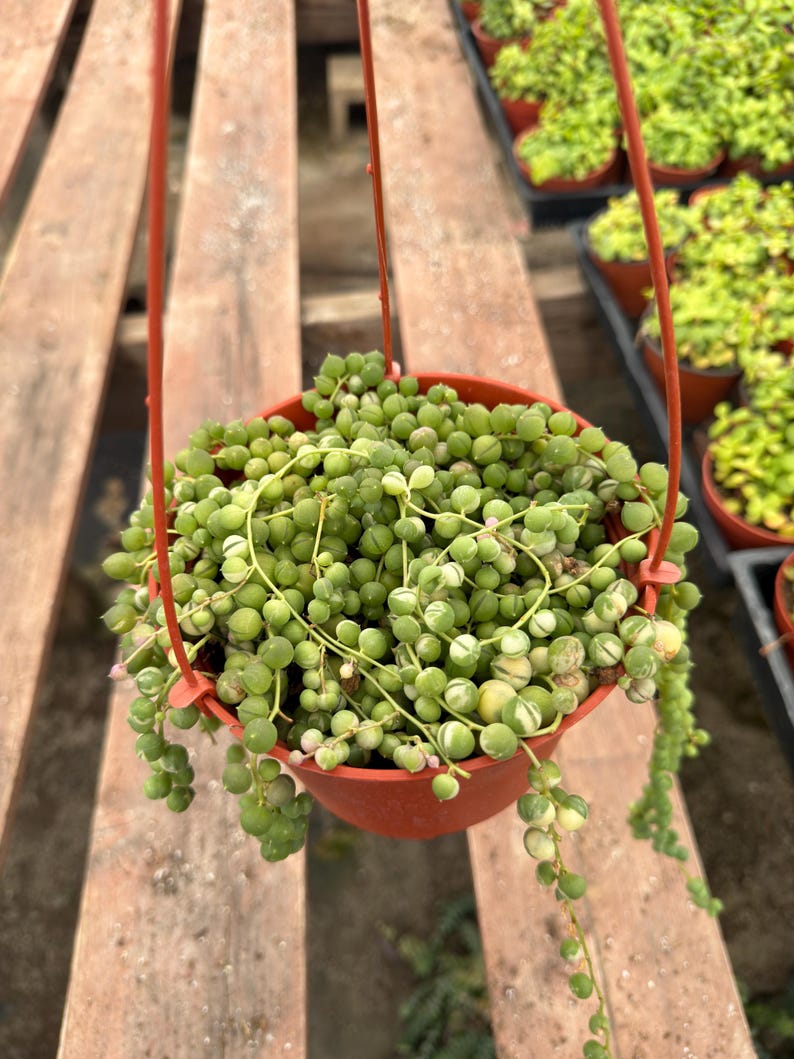 May include: A hanging, round, reddish-brown pot filled with a String of Pearls succulent plant. The plant has small, round, green, and variegated leaves that cascade down. The pot is suspended by a red hanger.