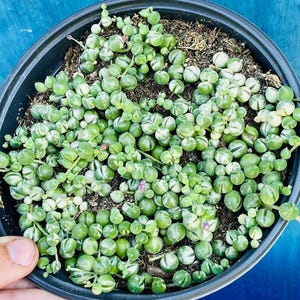 May include: A close-up view of a String of Pearls succulent plant in a black pot. The plant features small, round, green, and white variegated leaves. The pot is filled with soil and is held by a hand. The background is a solid blue color.
