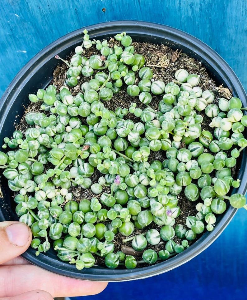 May include: A close-up view of a String of Pearls succulent plant in a black pot. The plant features small, round, green, and white variegated leaves. The pot is filled with soil and is held by a hand. The background is a solid blue color.