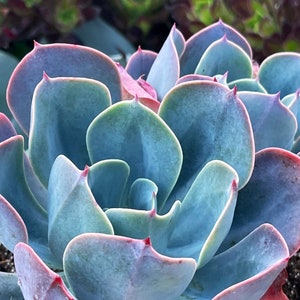 May include: A close-up of a succulent plant with blue-green leaves and pink edges. The leaves are arranged in a rosette pattern, creating a visually appealing and symmetrical design.