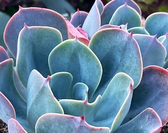 Echeveria Blue Sky Succulent Plant 2", 4", 6" and 10" pot