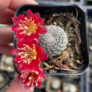 2" Cactus Rebutia Albopectinata Plant Succulents Rooted 2" pot