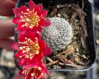 Cactus Rebutia Albopectinata Rooted Rare Live Succulent Plant in 2”, 4" Pot