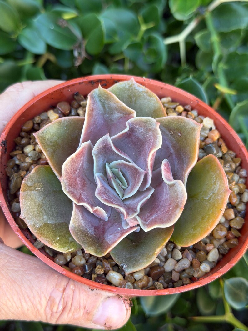 SucculentCreationz Echeveria Succulent - Thumbnail 2