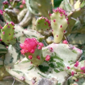 Opuntia Maverick Variegata Indoor \ Outdoor Cactus Plant , Rooted Succulent live plant in 2”, 4” pot