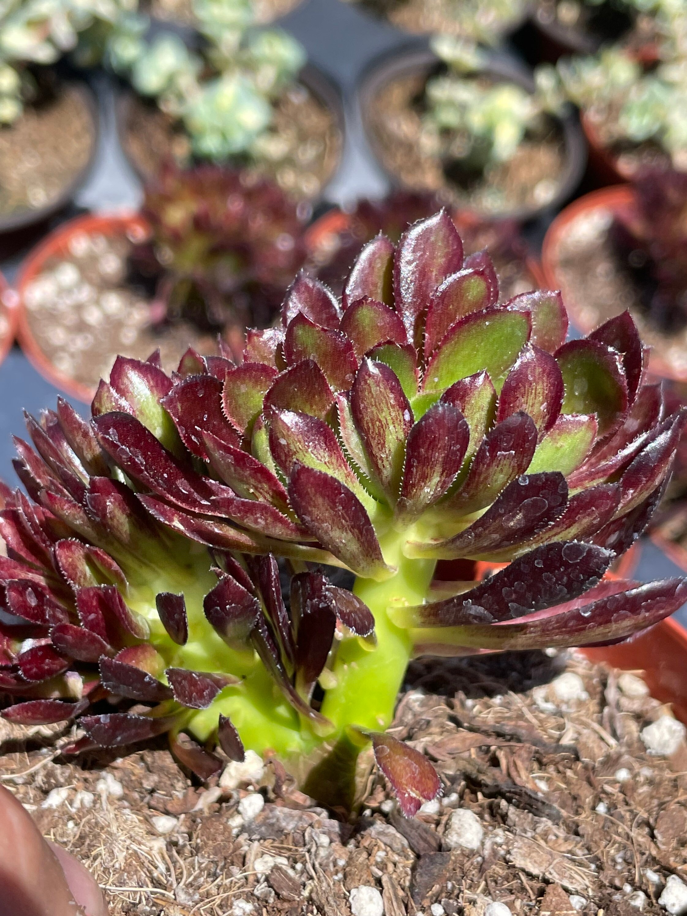 Aeonium Zwarktop Cristata / Crested Succulent Plant 4 - Etsy