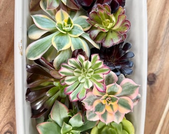 Aeonium Cutting Sets - 10 aeonium cuttings of 7 different varieties