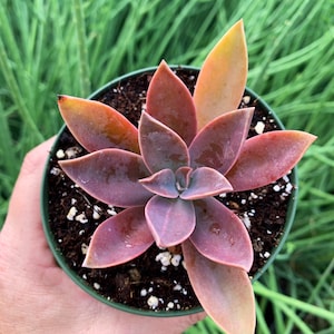 4&quot; Graptoveria Fred Ives Succulent Plant 4”pot