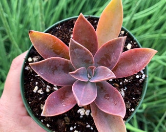 4" Graptoveria Fred Ives Succulent Plant 4”pot