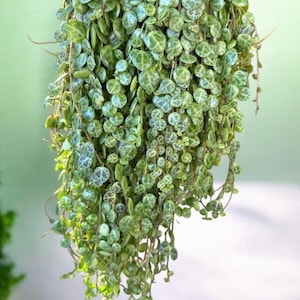 String of Turtles, Peperomia Prostrata Turtles, Trailing Succulent, Hanging Plant, Home Decor Plant in  2", 4", 6'' and cuttings