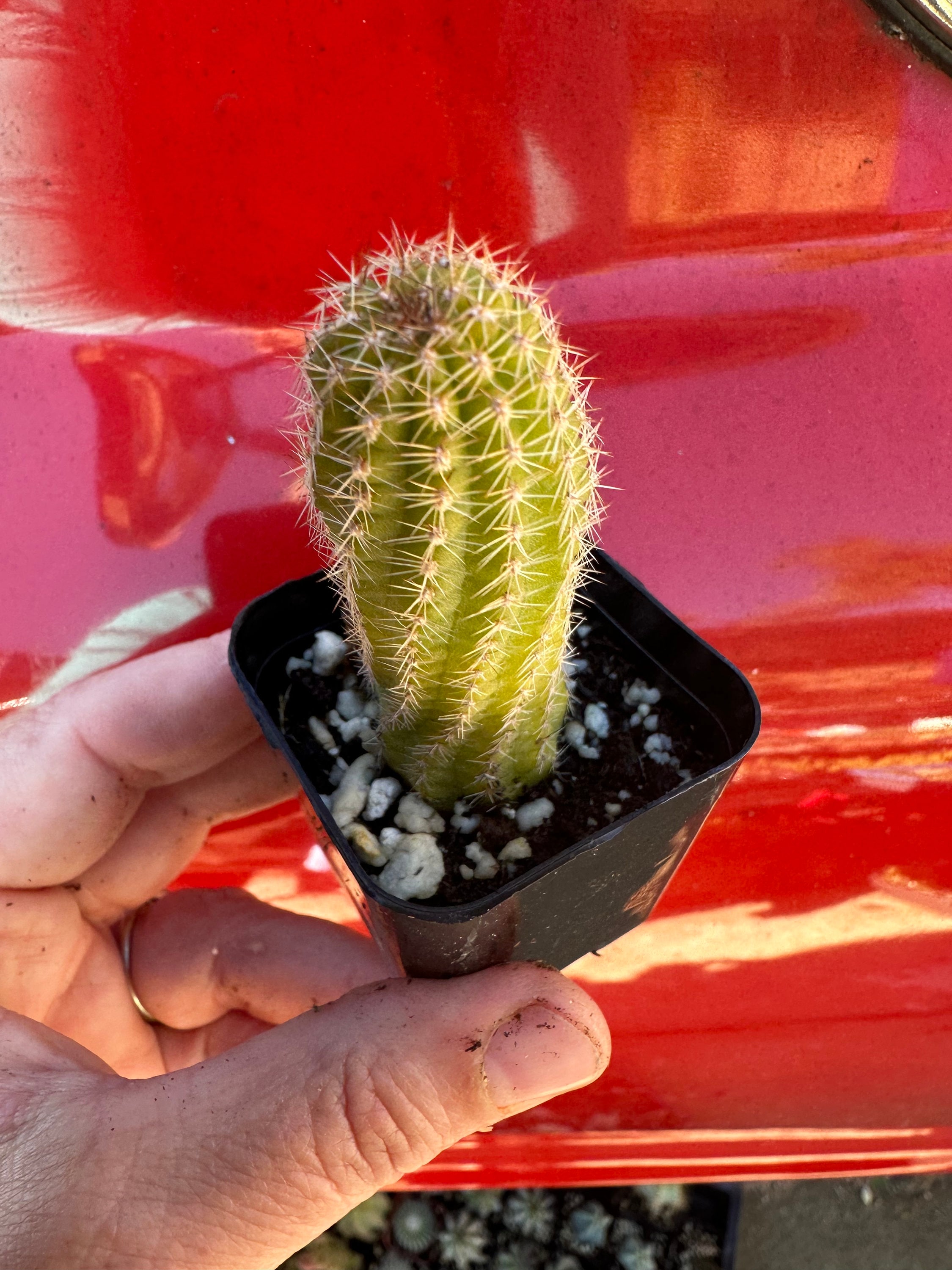 Peanut Cactus, Echinopsis Chamaecereus, Clusters, Minimalist Cactus Rooted  Live Succulent Plant in 2, 4 Pot - Etsy