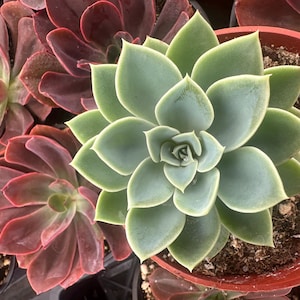 4&quot; Echeveria Blue Atoll live Succulent plant 4” pot