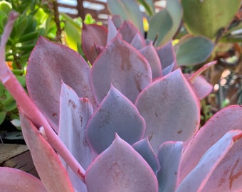 2 gallons - Echeveria Afterglow Succulent Plant measures a 6-8"  wide