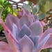 see more listings in the The Large 5-10" plants section