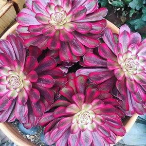 6” Large Aeonium Mardi Gras Succulent