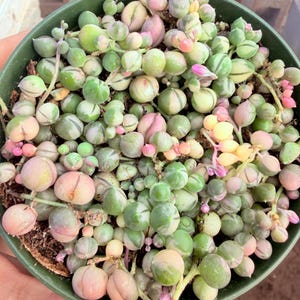 May include: A close-up of a green plastic pot filled with a String of Pearls succulent. The plant features small, round, pearl-like leaves in shades of green, pink, and cream. Some small pink flowers are also visible.