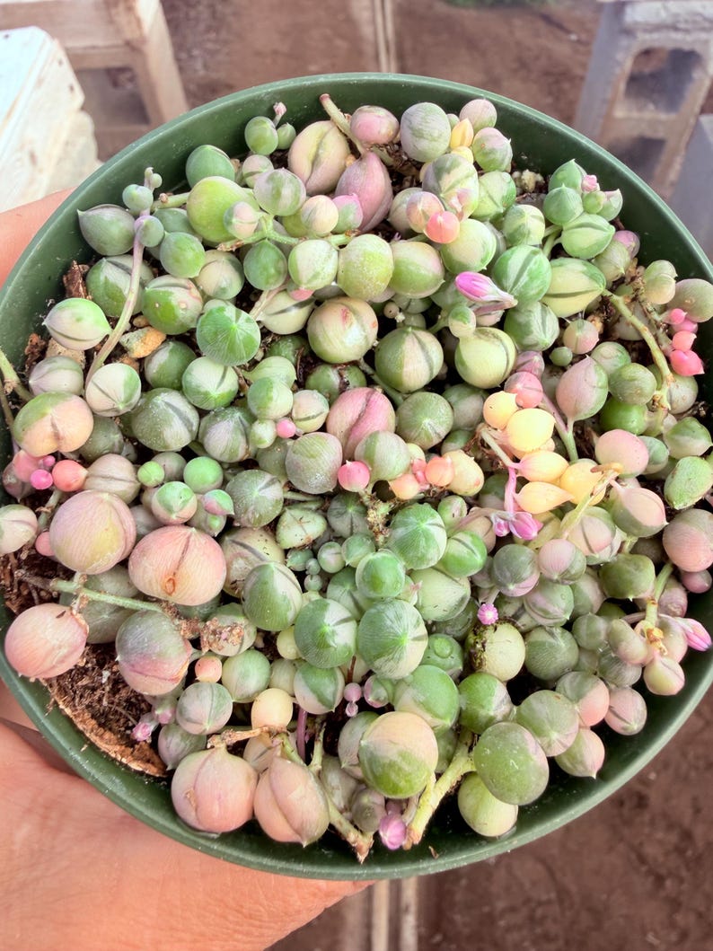 May include: A close-up of a green plastic pot filled with a String of Pearls succulent. The plant features small, round, pearl-like leaves in shades of green, pink, and cream. Some small pink flowers are also visible.