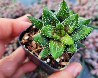 2" Haworthia Reinwardtii Coarctata Rare Succulent Live Plant indoor/outdoor 2” Succulent Plant