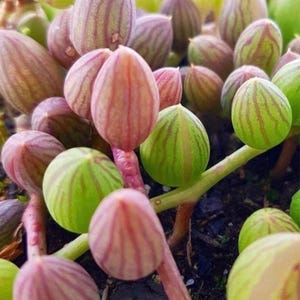 May include: Close-up of a succulent plant with multiple oval-shaped leaves. The leaves vary in color from green to pink and purple, with darker stripes. The plant has a stem and is likely a type of succulent.