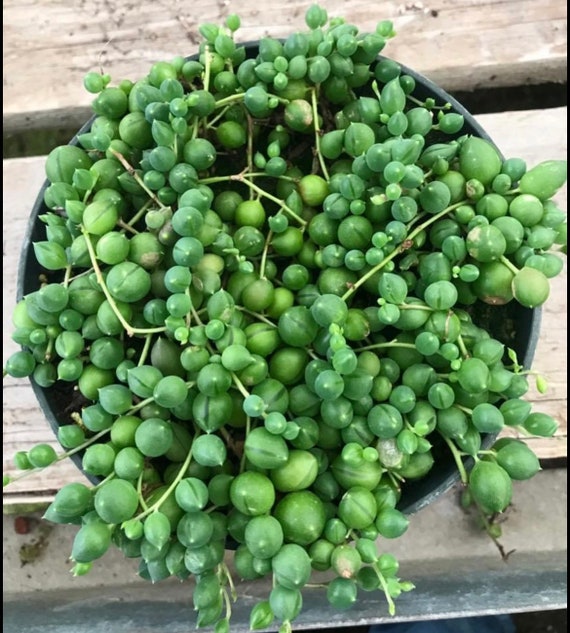 Underwatered String Of Pearls