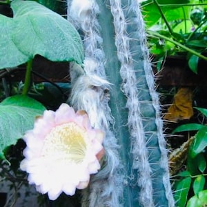 10-13  inch Pilosocereus Leucocephalus F. Palmeri  (Blue cactus) Rooted Live Cactus shown in a 4” pot