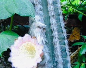 Blue Pilosocereus Leucocephalus F. Palmeri | Hairy Blue Cactus | Rare Live Plant Cactus 2", 4" and various sizes