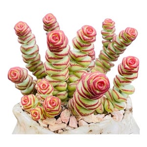 May include: A close-up of a succulent plant, featuring stacked, cylindrical stems with red and green striped patterns. The plant has a rose-like appearance and is potted in a white ceramic container filled with small rocks. The background is white.