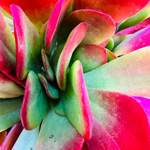 May include: Close-up of a succulent plant with green and red leaves. The leaves are arranged in a spiral pattern and have a smooth, fleshy texture.