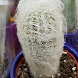 May include: A white, fuzzy cactus with long, thin spines growing in a blue pot with brown soil.