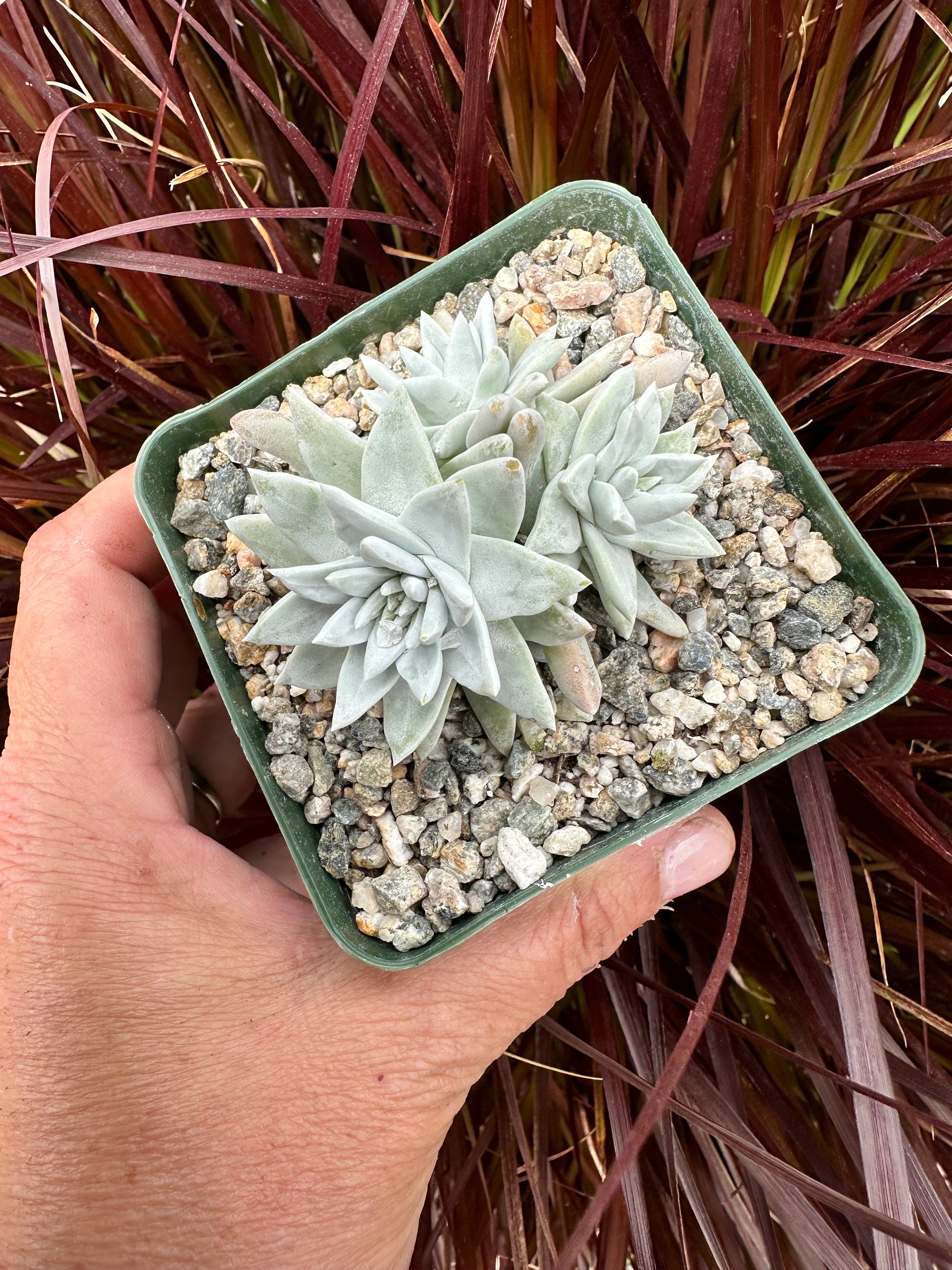 Rare Cluster Dudleya Gnoma White Sprite in 2.5