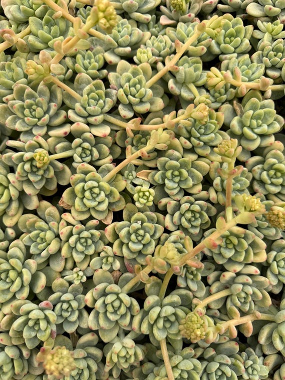 Sedum Clavatum, Tiscalatengo Gorge, Floral Succulent, Rock Garden
