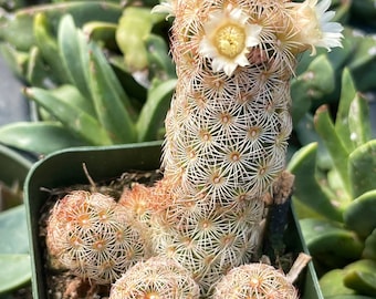 2.5" Mammillaria elongata Copper King Succulent Live Plant Cactus Indoor \ Outdoor Cactus Plant Succulents Rooted