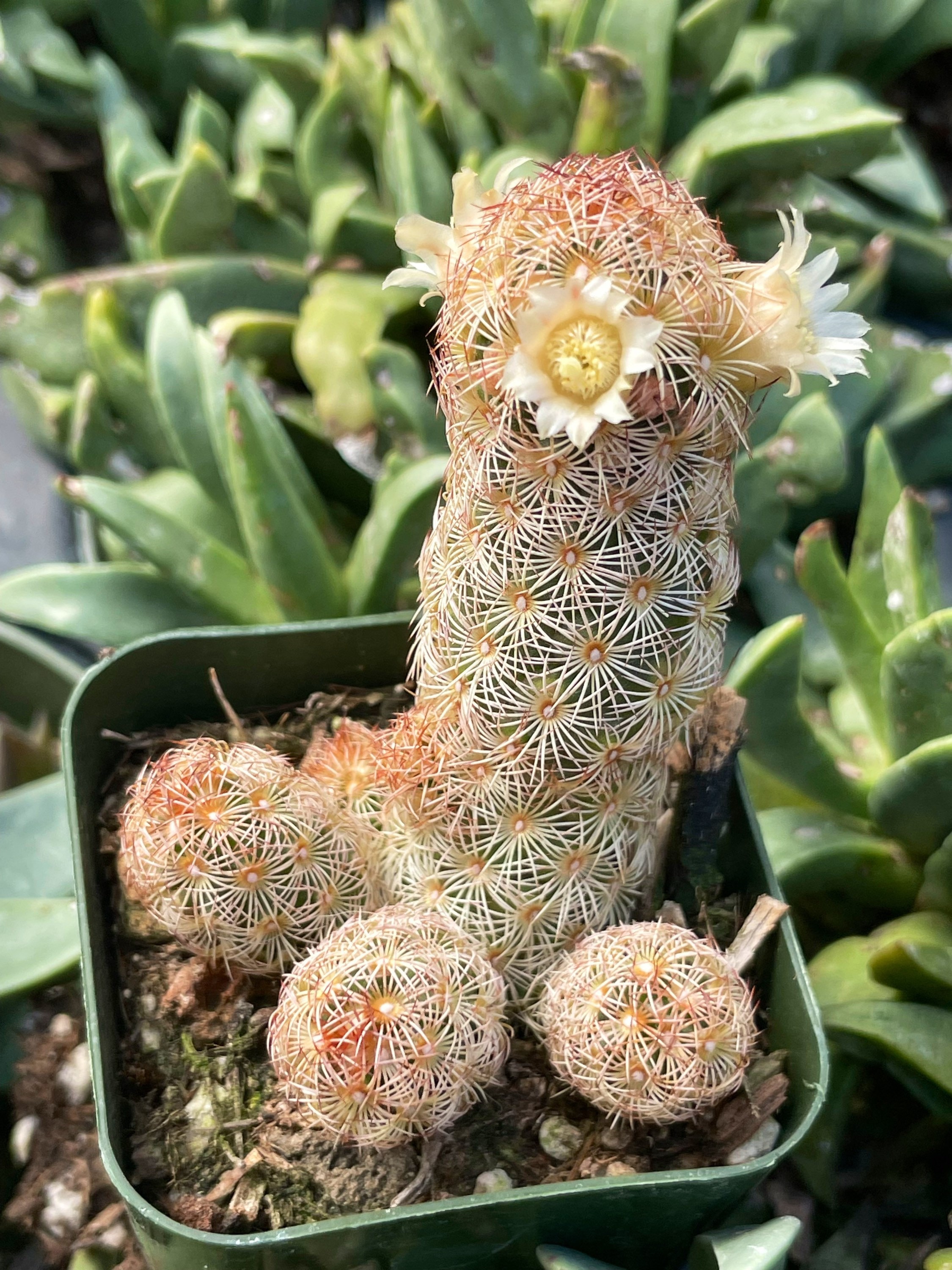 Mammillaria Elongata Copper King Indoor \ Outdoor Rooted Live Succulent  Plant in 2.5", 4", 6" Pot - Etsy